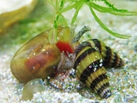 Adi Salyangoz Özellikleri Nelerdir? Adi Salyangoz Özellikleri Nelerdir?