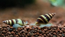 Salyangoz Balığı Türleri ve Özellikleri Salyangoz Balığı Türleri ve Özellikleri