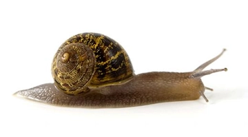 Salyangoz Türleri ve Özellikleri Salyangoz Türleri ve Özellikleri