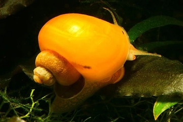 Salyangoz Ne Yer? Salyangoz Ne Yer?