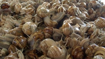 Salyangoz Üretimi Salyangoz Üretimi