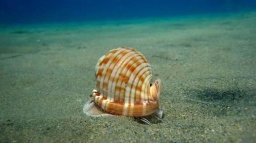 Deniz Salyangozu Özellikleri