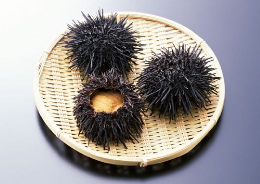 Dikenli Deniz Salyangozu Türleri ve Özellikleri