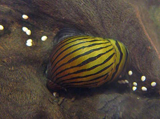 Nerite Salyangozu