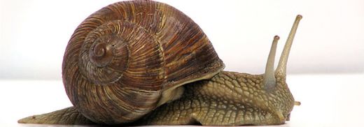 Salyangoz Kabuğu Özellikleri