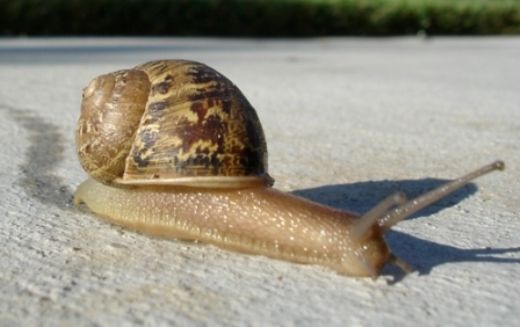 Salyangoz Sıvısı Faydaları Nelerdir?