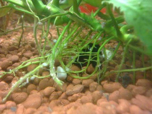 Salyangoz Yumurtası Kullanımı ve Faydaları Nelerdir?