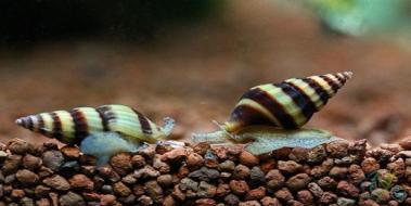 Salyangoz Çeşitleri Nelerdir? Salyangoz Çeşitleri